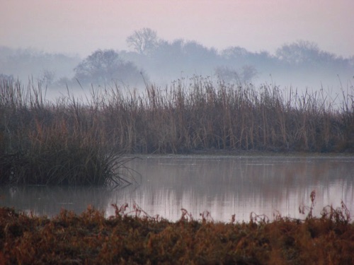 mist in the delta